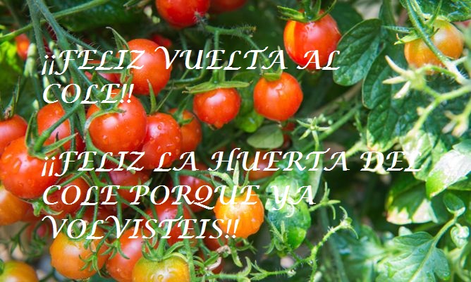 como-cultivar-tomates-cherry