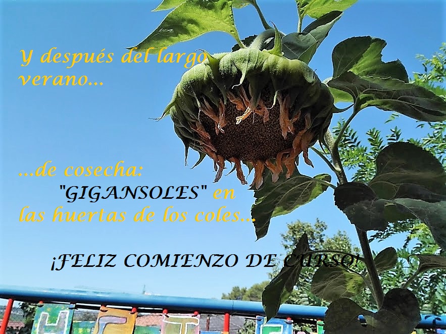 presentación huerta al cole