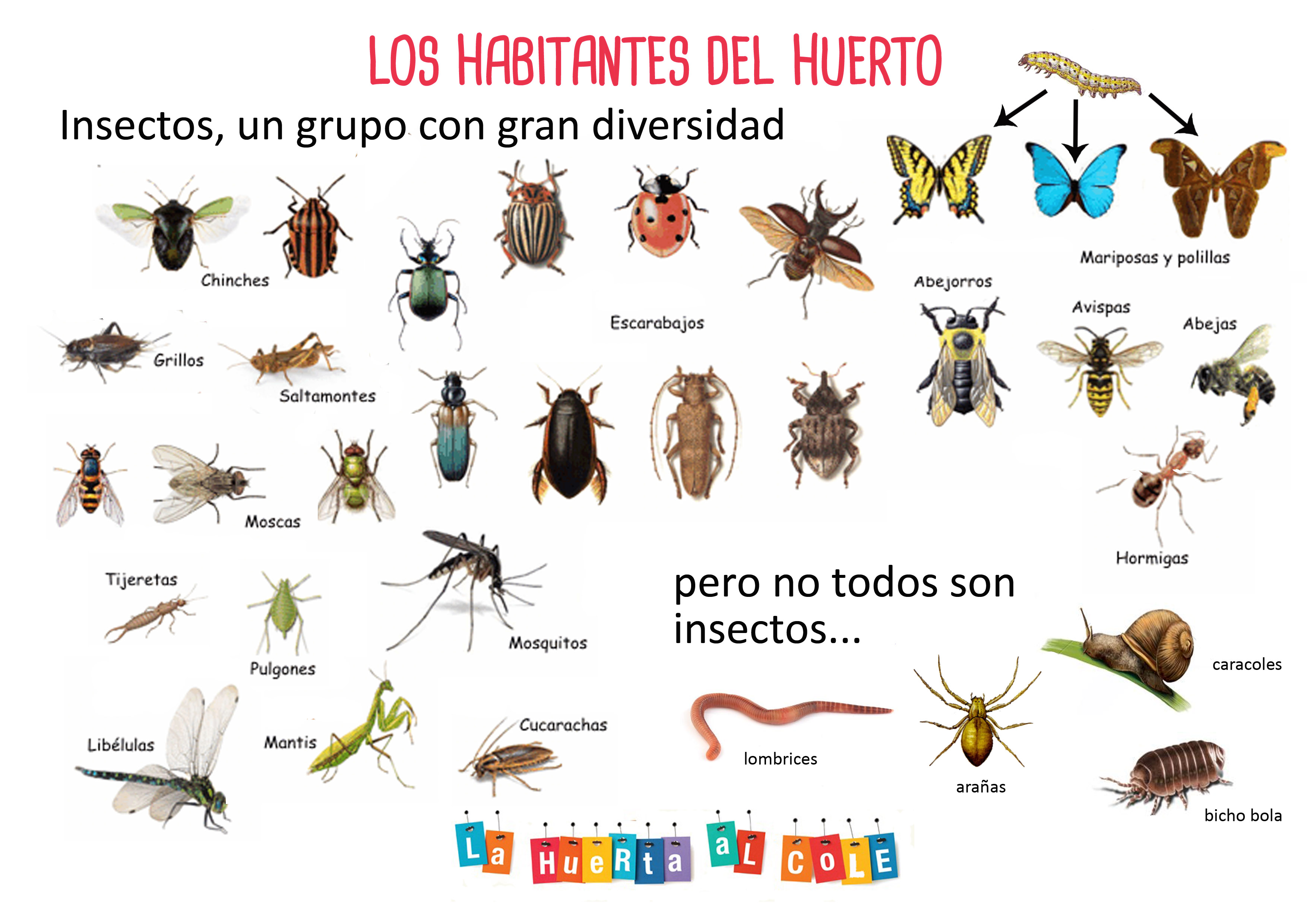 panel insectos del huerto